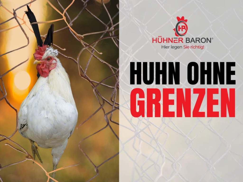 Huhn ohne Grenzen