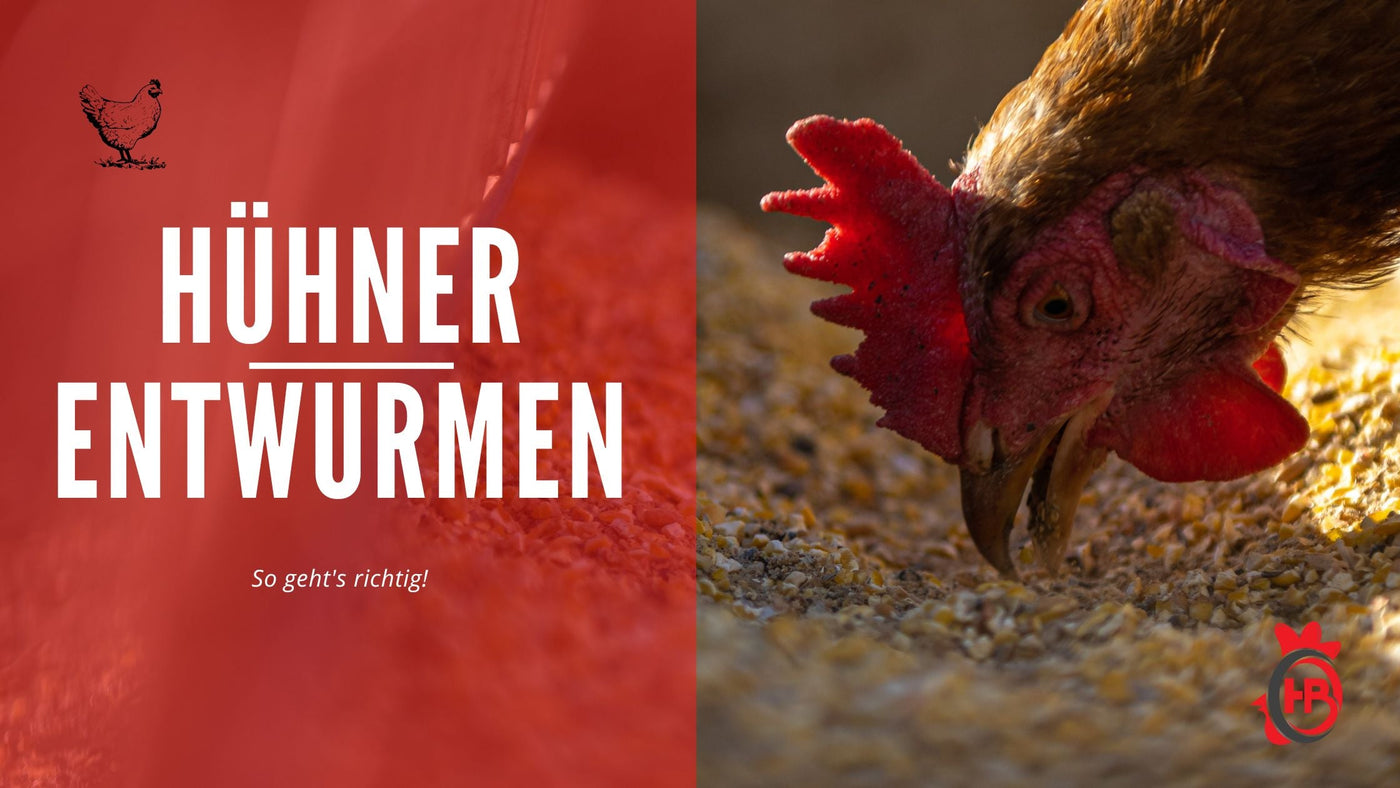 Hühner entwurmen: So geht's richtig!
