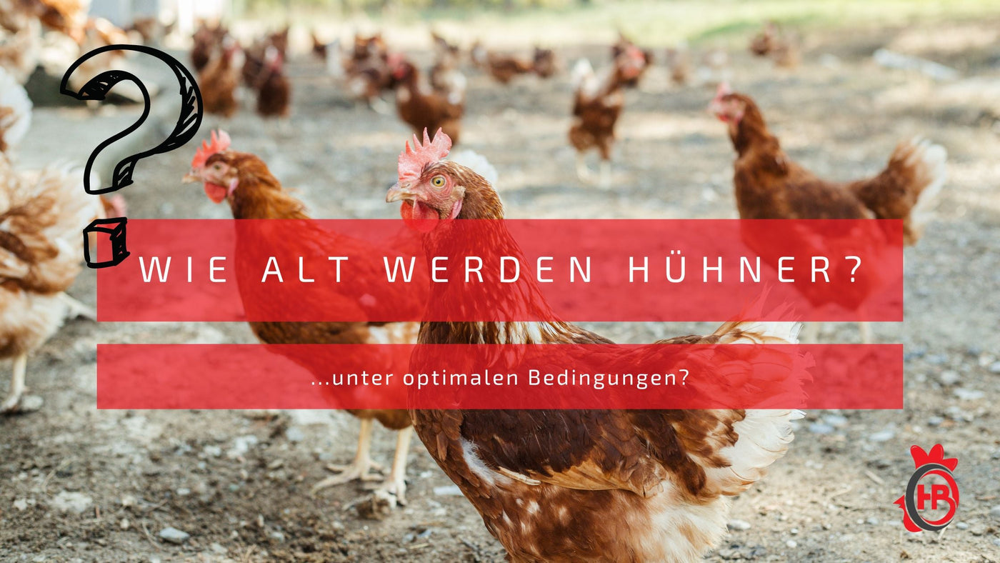 Wie alt werden Hühner?