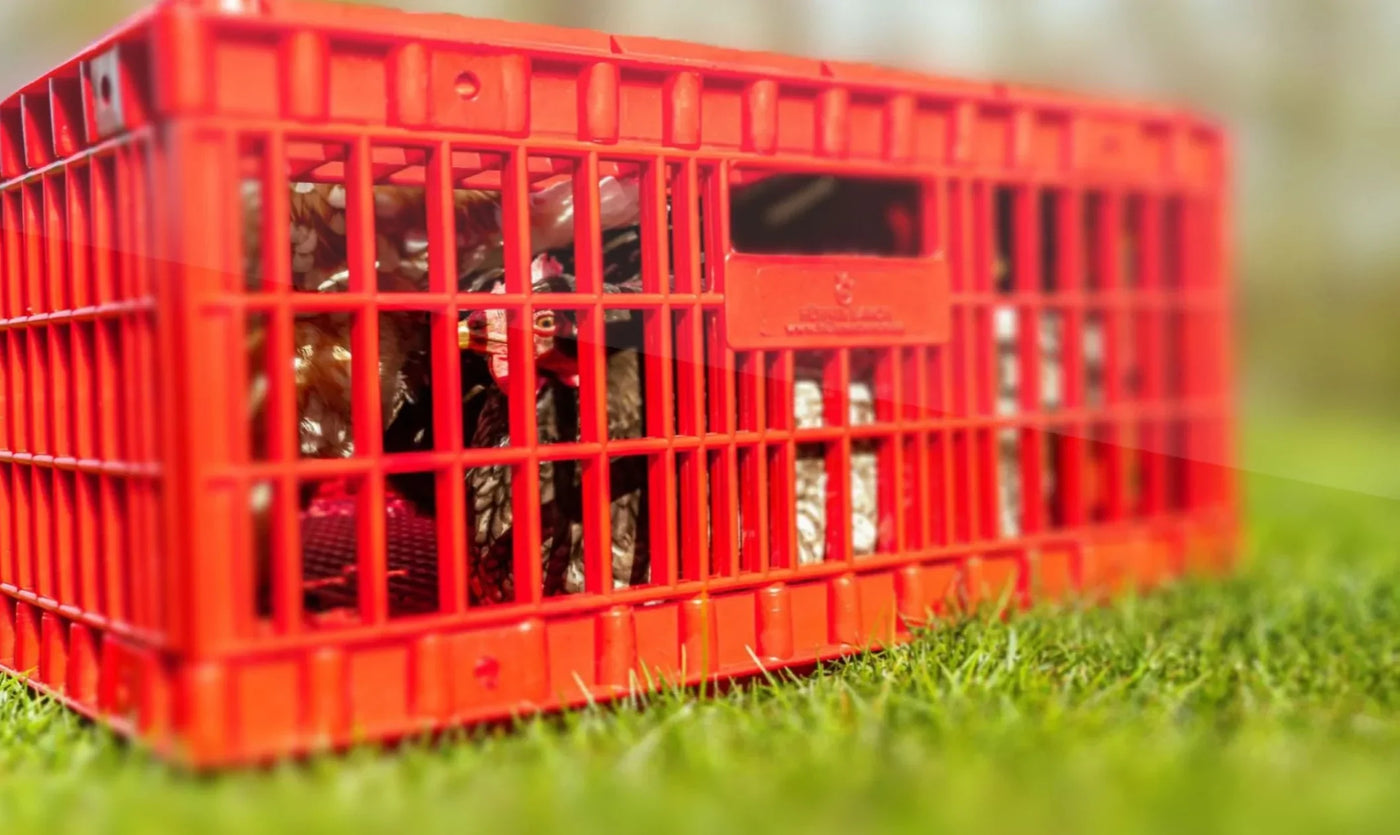 Hühner transportieren: Tipps & Tricks