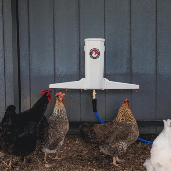Der Chicken Fountain – Selbstfüllende, wandmontierte Tränke für einfachere und sauberere Hühnerhaltung
