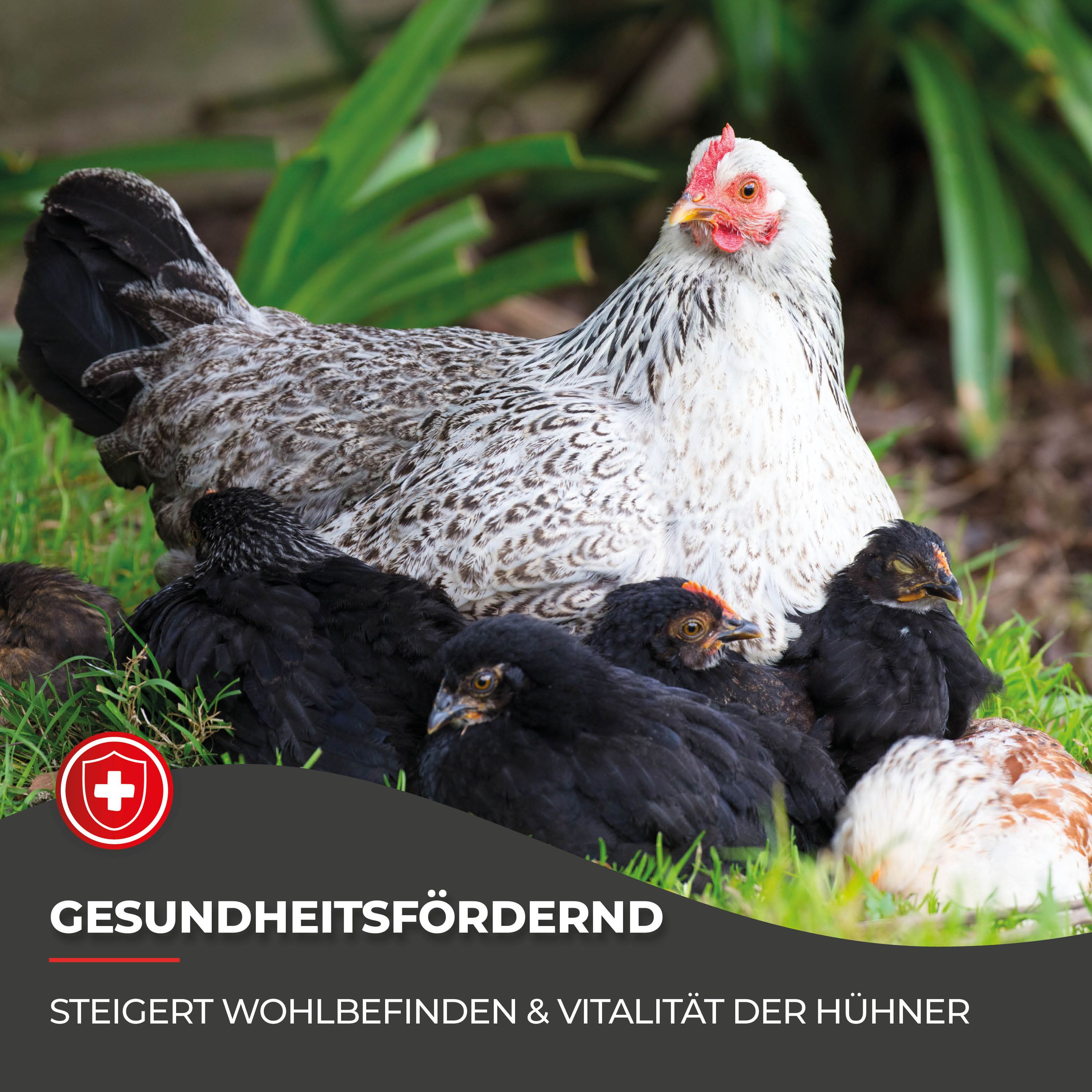 Kräuter für Hühner: 200 g Lebensfreude für Vitalität