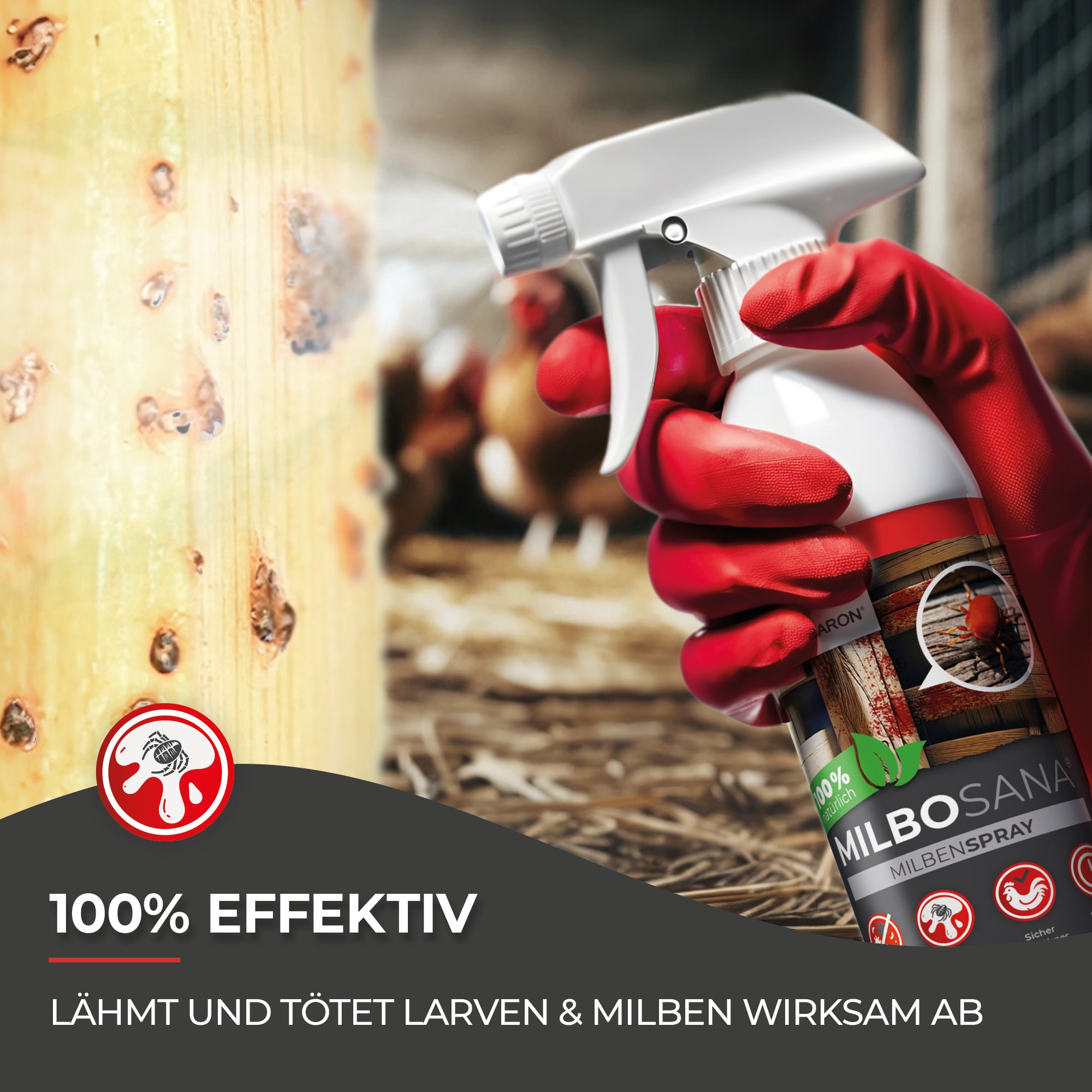 Hühnermilben bekämpfen mit Milbosana® Milbenspray
