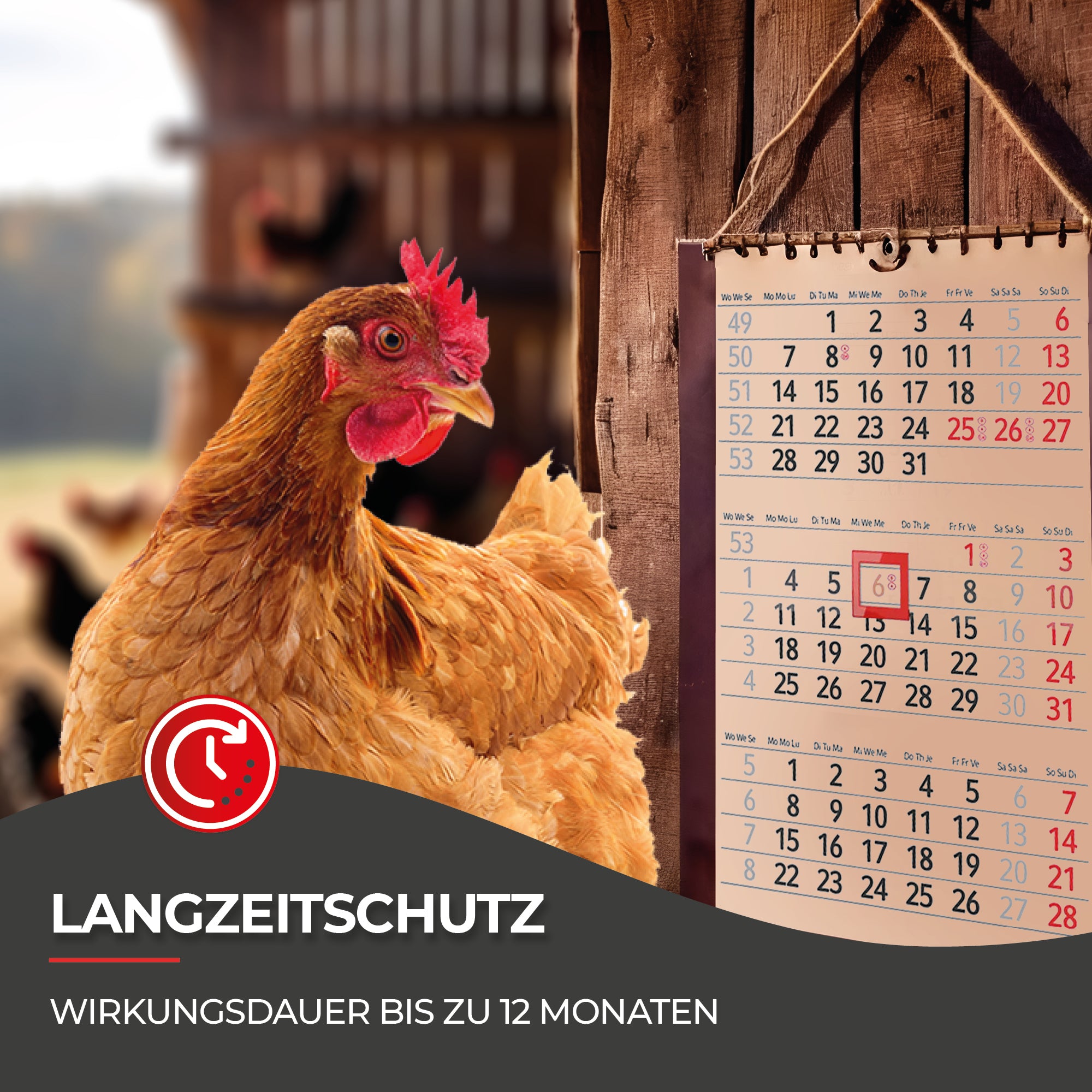 Hühnermilben bekämpfen mit Milbosana® Milbenspray
